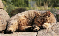 猫鼻支痊愈后,要终身隔离么?