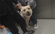 为什么狗狗不能进电梯里面呢
