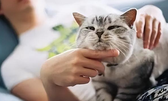 毛球症会引起猫咪死亡吗?铲屎官该如何预防和治疗呢? 毛球症会引起猫咪死亡吗?铲屎官该如何预防和治疗呢?