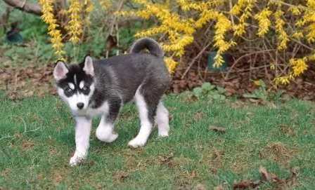 哈士奇幼犬喂养中的常识是什么?宠主看过来 哈士奇幼犬喂养中的常识是什么?宠主看过来