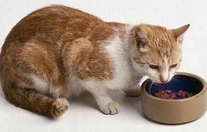 猫咪产后吃什么能补身体? 猫咪产后吃什么能补身体?