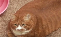 猫太胖会怎么样啊