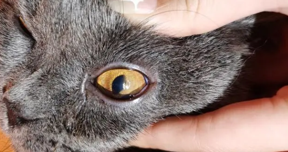 猫得了角膜炎怎么办？看这一篇就够了！