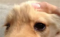 狗狗为什么突然眼屎变多了