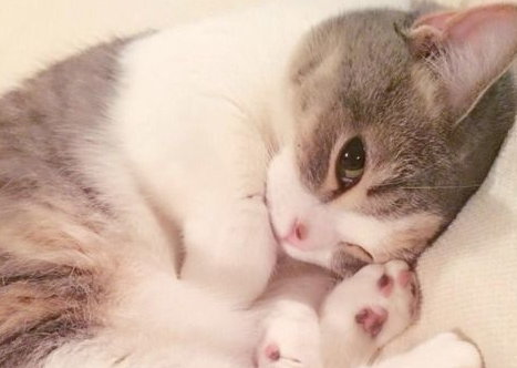 如何让小猫的性格变好？怎么让小猫脾气变好
