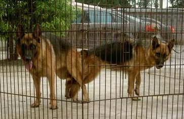 母犬不孕怎么办?母犬不孕的原因是什么? 母犬不孕怎么办?母犬不孕的原因是什么?