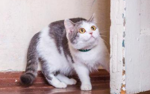 为什么进家门猫咪会叫啊