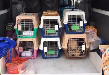 宠物托运多少钱一只 宠物托运多少钱一只