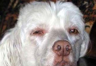 狗狗得了糖尿病怎么办？犬糖尿病症状是什么？