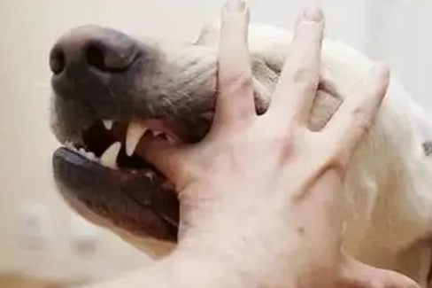 狂犬病的病因与诊断要点