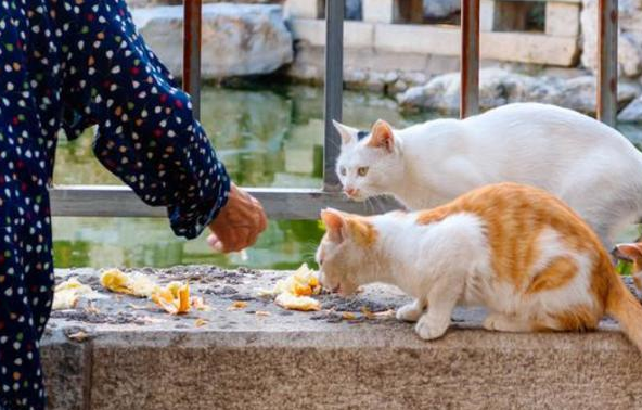 长期喂流浪猫财运变好了 长期喂流浪猫财运变好了