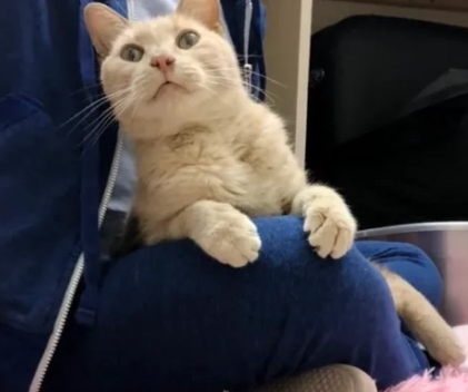 猫为什么喜欢蹲在人的腿间