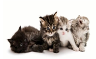 猫咪使用化毛膏需要注意什么?猫咪化毛膏使用注意事项!