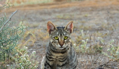 饲养科普：春季猫瘟何如防治？