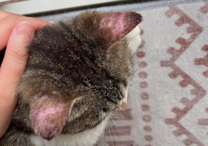 猫咪为什么耳朵会脱毛的原因 猫咪为什么耳朵会脱毛的原因