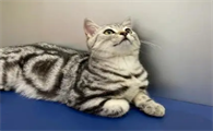 美短猫从小到大图片