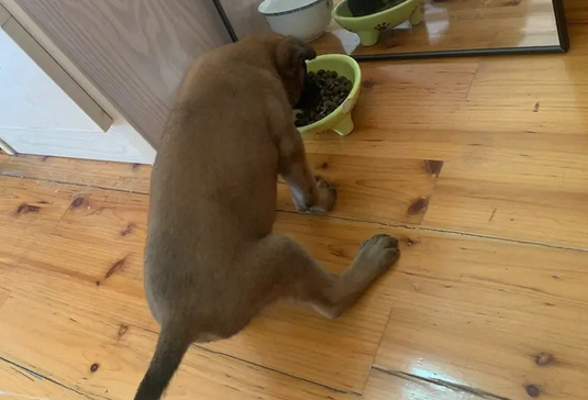 马犬幼犬吃什么长得好啊 马犬幼犬吃什么长得好啊