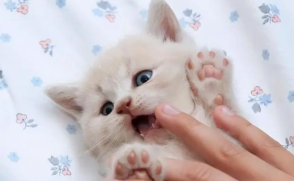 为什么有的猫不喜欢让人摸 为什么有的猫不喜欢让人摸