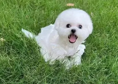 比熊增毛吃啥,比熊头发少如何增毛? 比熊增毛吃啥,比熊头发少如何增毛?