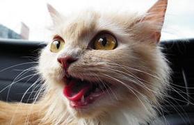 猫猫爱上刷牙的3个步骤是什么?不妨来看看吧 猫猫爱上刷牙的3个步骤是什么?不妨来看看吧