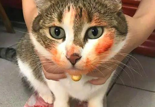 猫吐血还能自愈吗 猫吐血还能自愈吗