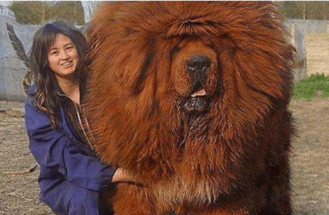 这5种中华田园犬，这算是真实的门面担当，各个也不输国外犬！