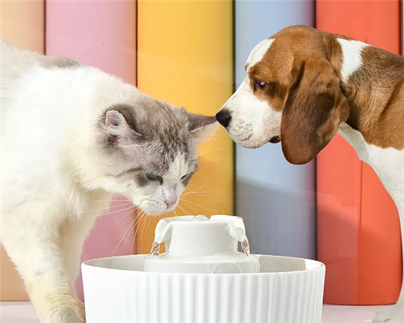 猫和狗喝水方式一样吗