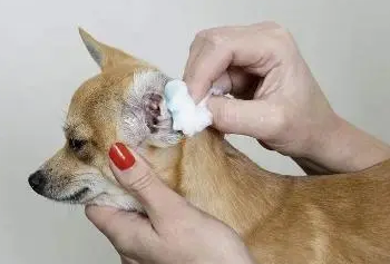 狗耳朵发炎发红怎么办