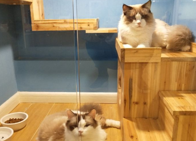 宠物店寄养猫咪多少钱