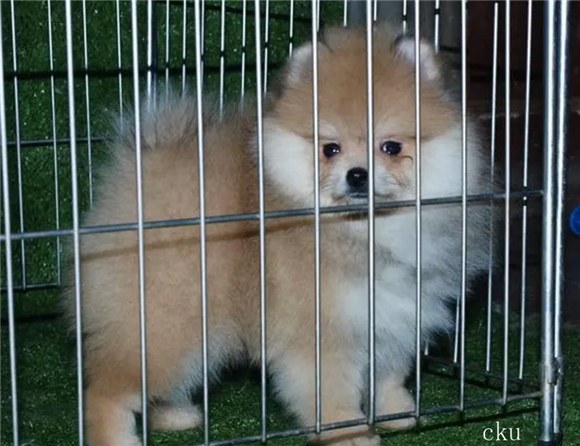 什么是cku犬舍