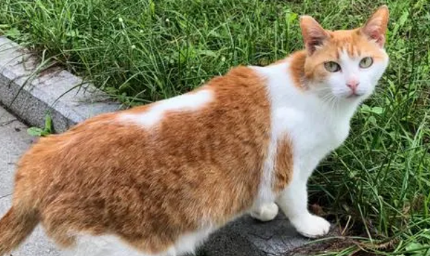 田园猫妈耶图片大全