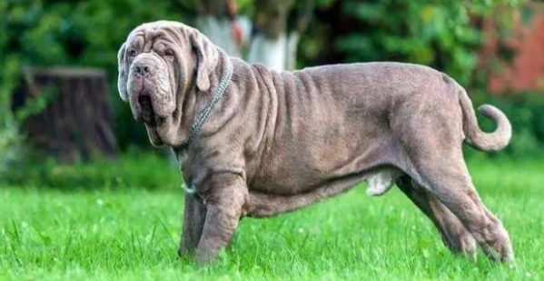 体味不重的大型犬