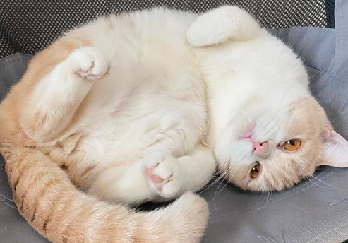猫咪的发情时间以及持续的时间是多久? 猫咪的发情时间以及持续的时间是多久?