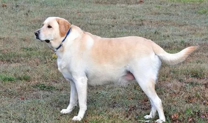 拉布拉多幼犬掉毛正常吗 拉布拉多幼犬掉毛正常吗