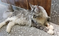 缅因猫杀死6只猫