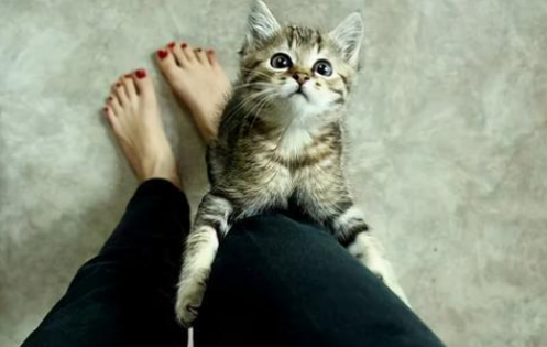 猫咪为什么喜欢蹬人腿 猫咪为什么喜欢蹬人腿