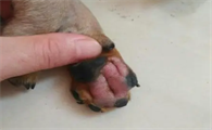 狗狗脚为什么红