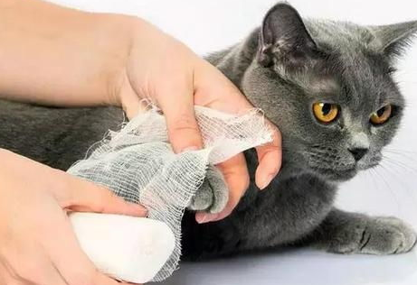 不要让你的猫咪感染细菌，一定要注意！