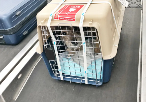 宠物狗可以航空托运吗 宠物狗可以航空托运吗