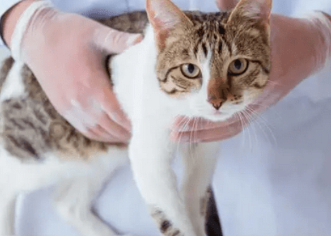 猫咪发情不容轻视，这些一定要注意！