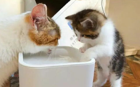 猫鼻支是什么病，应该如何治疗