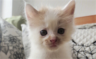 猫咪拉稀肚子咕噜咕噜响怎么回事?