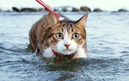 小猫咪为什么抵抗水