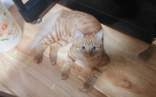 猫看人的眼神真诡异