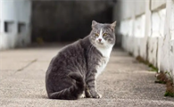 公猫坐姿区别图