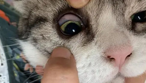 猫咪眼睛流泪有分泌物 猫咪眼睛流泪有分泌物
