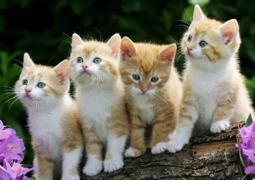 猫咪为什么分公母呢 猫咪为什么分公母呢