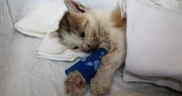怎么看出猫咪中毒了？该怎么抢救？