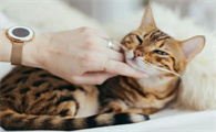 过敏性哮喘送走猫后悔