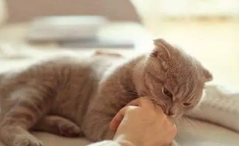 猫咪为什么吃东西很慢咬人 猫咪为什么吃东西很慢咬人